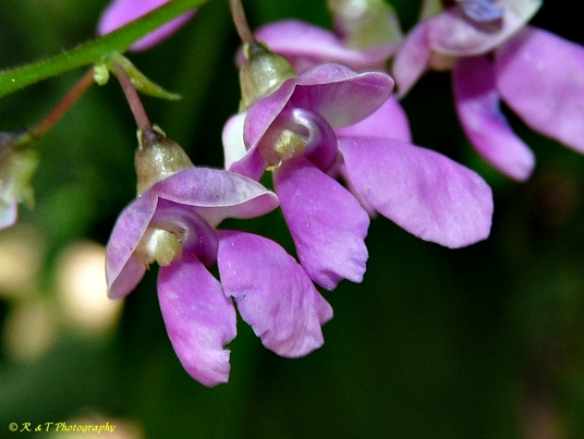 {Phaseolus polystachios}